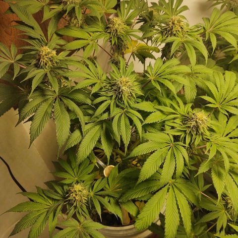  Big Bagseed growlog photo: Just waiting on them to finish
