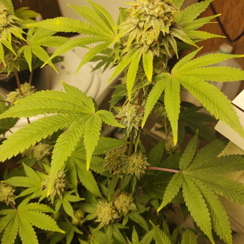 Motel #1 growlog photo: Man she is close just waiting on them trichs. All her buds are starting to thicken up and the seeds have been showin. I just don't know how long it takes for seeds to ripen up to say it's good enough. So I'm just following the trichs. Waiting in them to show a little golden color we want that couch lock