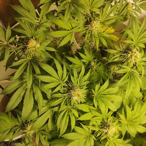  Big Bagseed growlog photo: Just waiting on them to finish