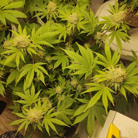 Motel #1 growlog photo: Man she is close just waiting on them trichs. All her buds are starting to thicken up and the seeds have been showin. I just don't know how long it takes for seeds to ripen up to say it's good enough. So I'm just following the trichs. Waiting in them to show a little golden color we want that couch lock