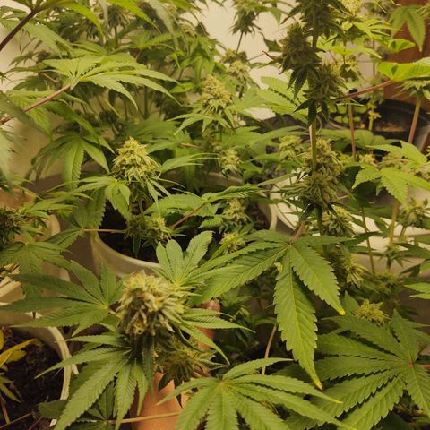Motel #1 growlog photo: Man she is close just waiting on them trichs. All her buds are starting to thicken up and the seeds have been showin. I just don't know how long it takes for seeds to ripen up to say it's good enough. So I'm just following the trichs. Waiting in them to show a little golden color we want that couch lock