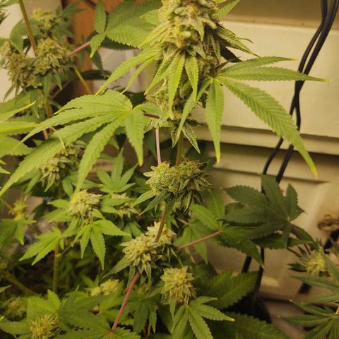 Motel #1 growlog photo: Man she is close just waiting on them trichs. All her buds are starting to thicken up and the seeds have been showin. I just don't know how long it takes for seeds to ripen up to say it's good enough. So I'm just following the trichs. Waiting in them to show a little golden color we want that couch lock