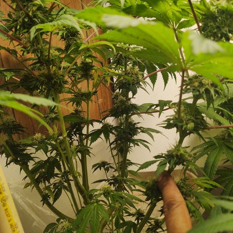  Big Bagseed growlog photo: Just waiting on them to finish