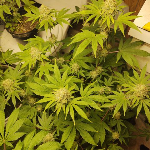Motel #1 growlog photo: Man she is close just waiting on them trichs. All her buds are starting to thicken up and the seeds have been showin. I just don't know how long it takes for seeds to ripen up to say it's good enough. So I'm just following the trichs. Waiting in them to show a little golden color we want that couch lock
