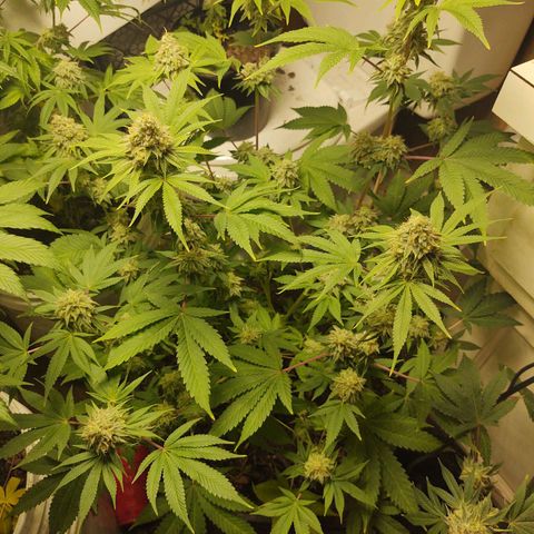 Motel #1 growlog photo: Man she is close just waiting on them trichs. All her buds are starting to thicken up and the seeds have been showin. I just don't know how long it takes for seeds to ripen up to say it's good enough. So I'm just following the trichs. Waiting in them to show a little golden color we want that couch lock