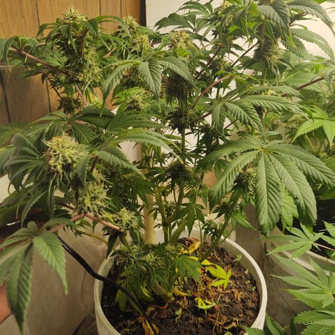  Big Bagseed growlog photo: I'm not sure how much longer she's going to go but damn!!