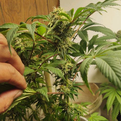  Big Bagseed growlog photo: I'm not sure how much longer she's going to go but damn!!