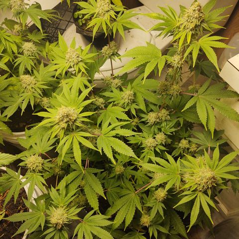 Motel #1 growlog photo: Ever closer to the end. I really don't know when to chop this girl....
But I know it's going to be soon