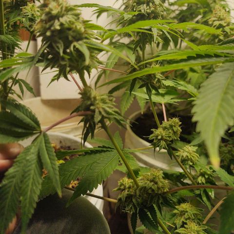 Motel #1 growlog photo: Ever closer to the end. I really don't know when to chop this girl....
But I know it's going to be soon