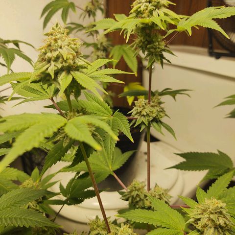 Motel #1 growlog photo: Ever closer to the end. I really don't know when to chop this girl....
But I know it's going to be soon