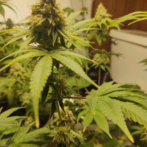 Motel #1 growlog photo: Ever closer to the end. I really don't know when to chop this girl....
But I know it's going to be soon