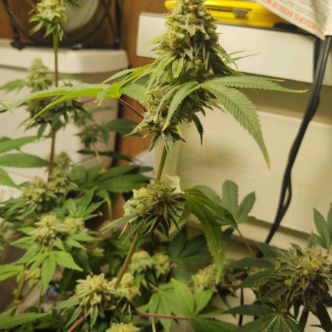 Motel #1 growlog photo: Ever closer to the end. I really don't know when to chop this girl....
But I know it's going to be soon
