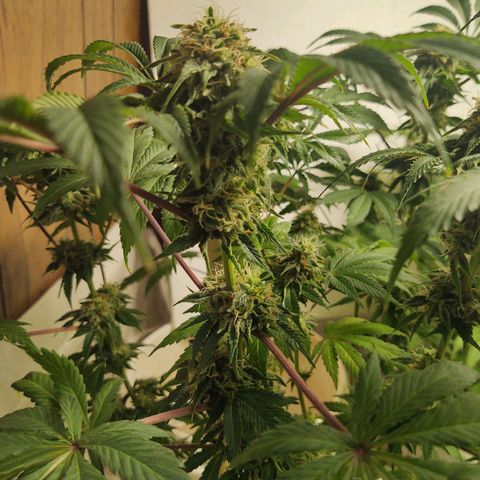  Big Bagseed growlog photo: I'm not sure how much longer she's going to go but damn!!