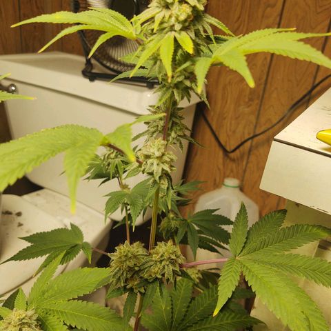 Motel #1 growlog photo: Ever closer to the end. I really don't know when to chop this girl....
But I know it's going to be soon
