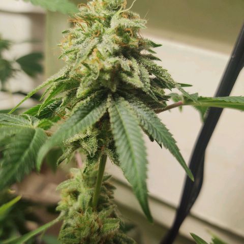 Motel #1 growlog photo: Ever closer to the end. I really don't know when to chop this girl....
But I know it's going to be soon