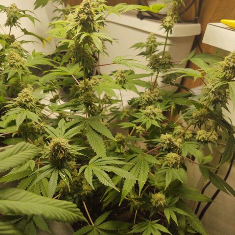 Motel #1 growlog photo: Ever closer to the end. I really don't know when to chop this girl....
But I know it's going to be soon