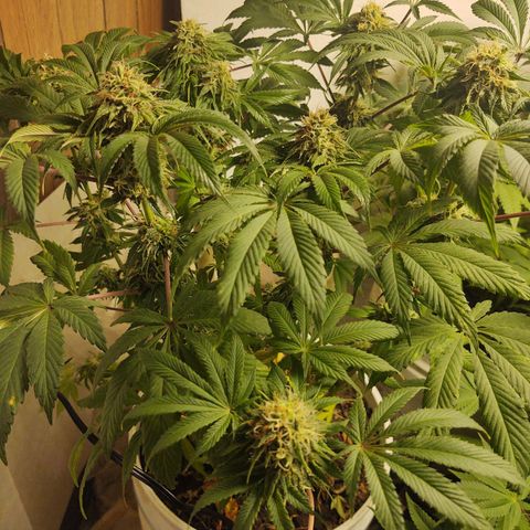  Big Bagseed growlog photo: I'm not sure how much longer she's going to go but damn!!