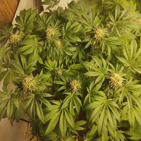  Big Bagseed growlog timeline photo