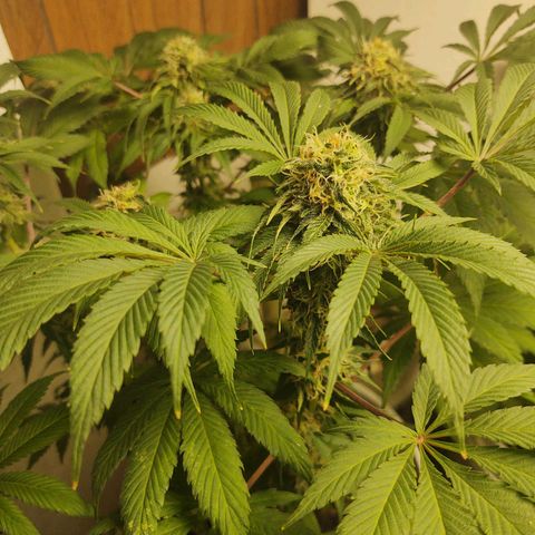  Big Bagseed growlog timeline photo