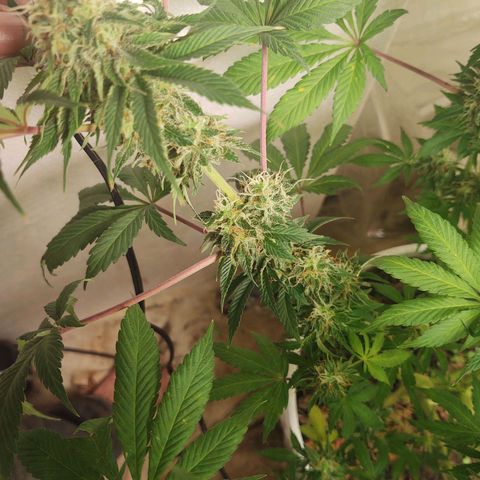  Big Bagseed growlog timeline photo