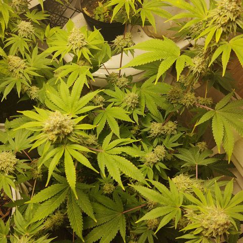 Motel #1 growlog photo: I'm ready for this to be done I'll ready for s some seeds to be honest. I'm not sure how will they will do but I'm ready for this harvest to be done so I can get the next batch ready for outside. But these buds are impressive to say the least🤘🏾📸💯