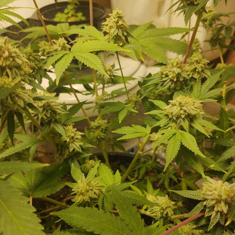 Motel #1 growlog photo: I'm ready for this to be done I'll ready for s some seeds to be honest. I'm not sure how will they will do but I'm ready for this harvest to be done so I can get the next batch ready for outside. But these buds are impressive to say the least🤘🏾📸💯