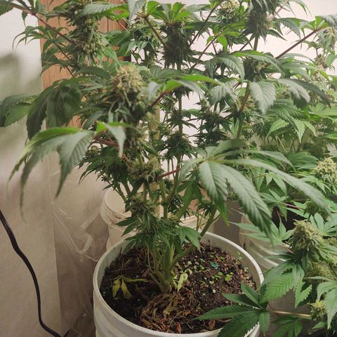  Big Bagseed growlog timeline photo