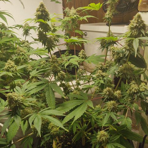 Motel #1 growlog photo: I'm ready for this to be done I'll ready for s some seeds to be honest. I'm not sure how will they will do but I'm ready for this harvest to be done so I can get the next batch ready for outside. But these buds are impressive to say the least🤘🏾📸💯