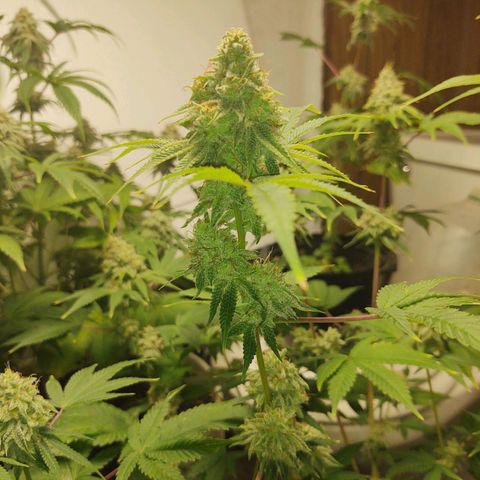 Motel #1 growlog photo: I'm ready for this to be done I'll ready for s some seeds to be honest. I'm not sure how will they will do but I'm ready for this harvest to be done so I can get the next batch ready for outside. But these buds are impressive to say the least🤘🏾📸💯