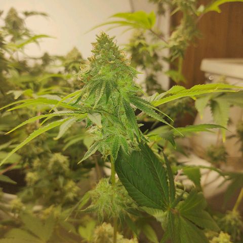 Motel #1 growlog photo: I'm ready for this to be done I'll ready for s some seeds to be honest. I'm not sure how will they will do but I'm ready for this harvest to be done so I can get the next batch ready for outside. But these buds are impressive to say the least🤘🏾📸💯
