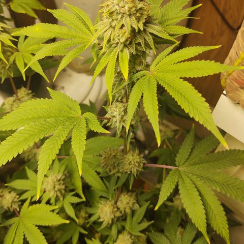 Motel #1 growlog photo: I'm ready for this to be done I'll ready for s some seeds to be honest. I'm not sure how will they will do but I'm ready for this harvest to be done so I can get the next batch ready for outside. But these buds are impressive to say the least🤘🏾📸💯