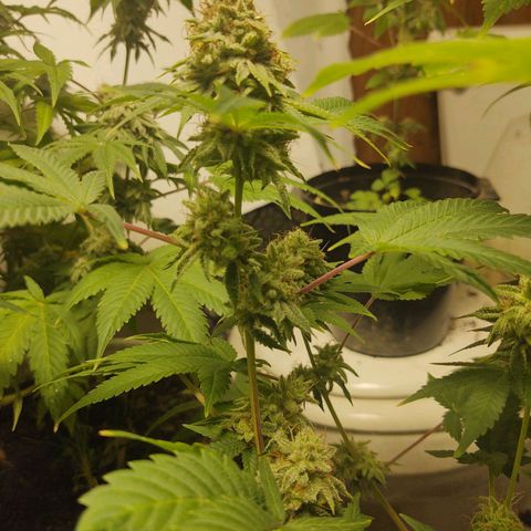 Motel #1 growlog photo: I'm ready for this to be done I'll ready for s some seeds to be honest. I'm not sure how will they will do but I'm ready for this harvest to be done so I can get the next batch ready for outside. But these buds are impressive to say the least🤘🏾📸💯