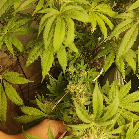 Big Bagseed growlog timeline photo
