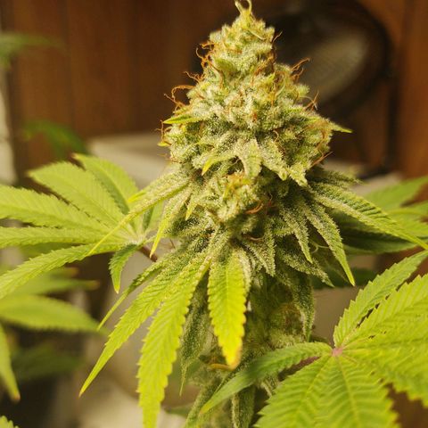 Motel #1 growlog timeline photo