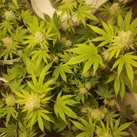 Motel #1 growlog photo: I'm ready for this to be done I'll ready for s some seeds to be honest. I'm not sure how will they will do but I'm ready for this harvest to be done so I can get the next batch ready for outside. But these buds are impressive to say the least🤘🏾📸💯