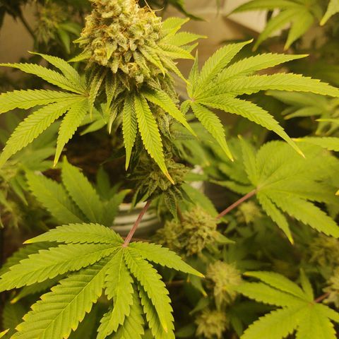 Motel #1 growlog photo: I'm ready for this to be done I'll ready for s some seeds to be honest. I'm not sure how will they will do but I'm ready for this harvest to be done so I can get the next batch ready for outside. But these buds are impressive to say the least🤘🏾📸💯