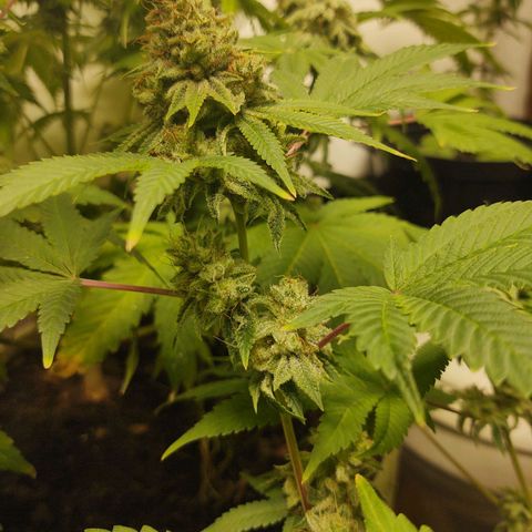 Motel #1 growlog timeline photo