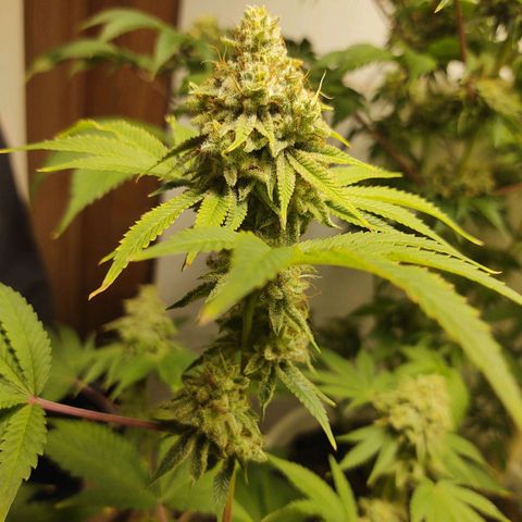 Motel #1 growlog timeline photo