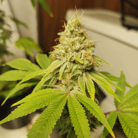Motel #1 growlog timeline photo