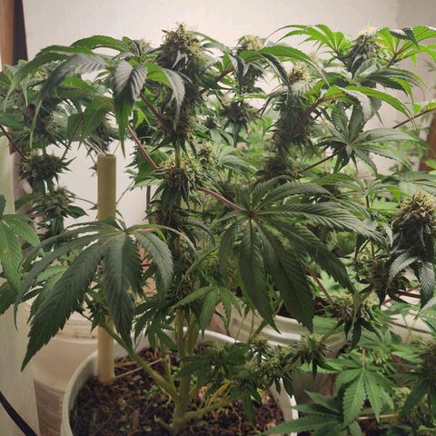  Big Bagseed growlog timeline photo