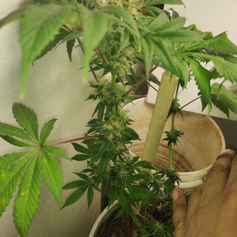  Big Bagseed growlog timeline photo