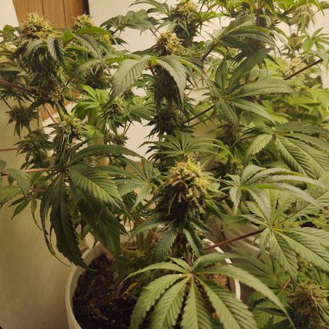  Big Bagseed growlog timeline photo