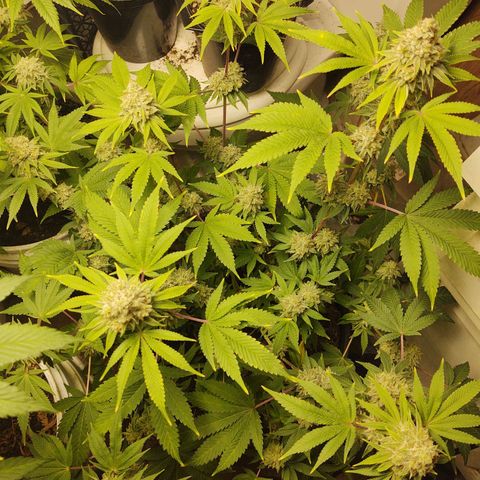 Motel #1 growlog timeline photo