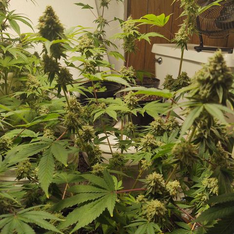 Motel #1 growlog timeline photo