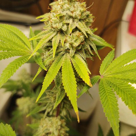 Motel #1 growlog timeline photo