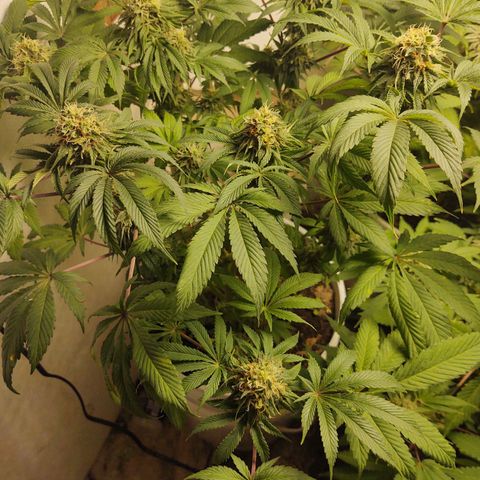  Big Bagseed growlog timeline photo
