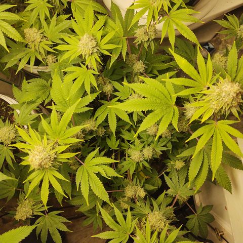 Motel #1 growlog timeline photo