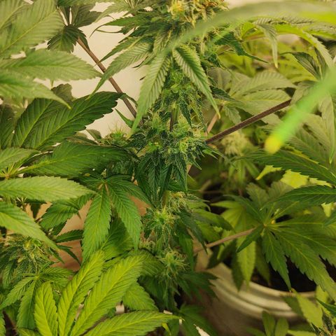  Big Bagseed growlog timeline photo