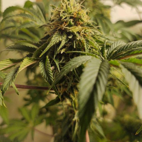  Big Bagseed growlog timeline photo