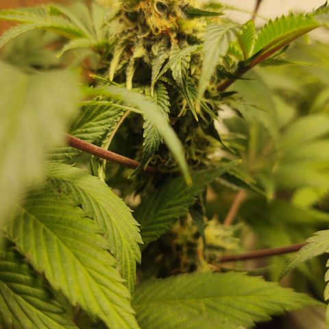  Big Bagseed growlog timeline photo